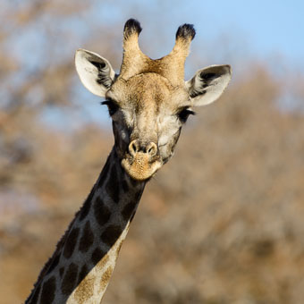 Botswana and Victoria Falls