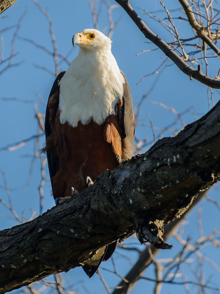 ZA131430-Sea-eagle-in-the-Okavango-Delta.jpg