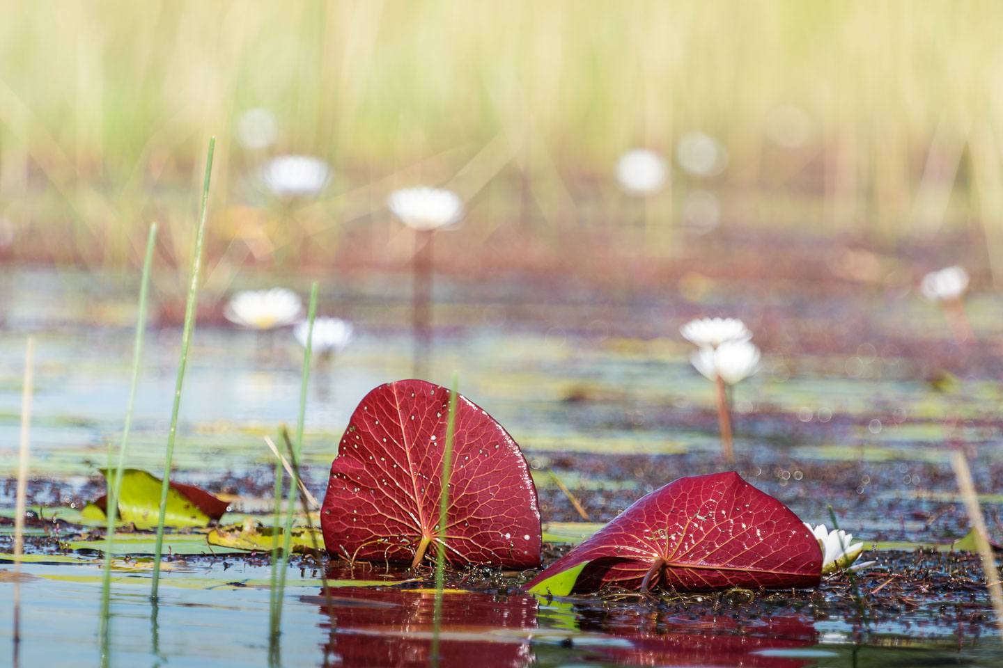 ZA131482-Okavango-Delta-flora.jpg