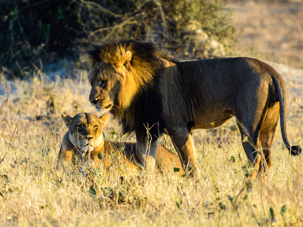 ZA131574-Lions-at-Chobe-NP.jpg