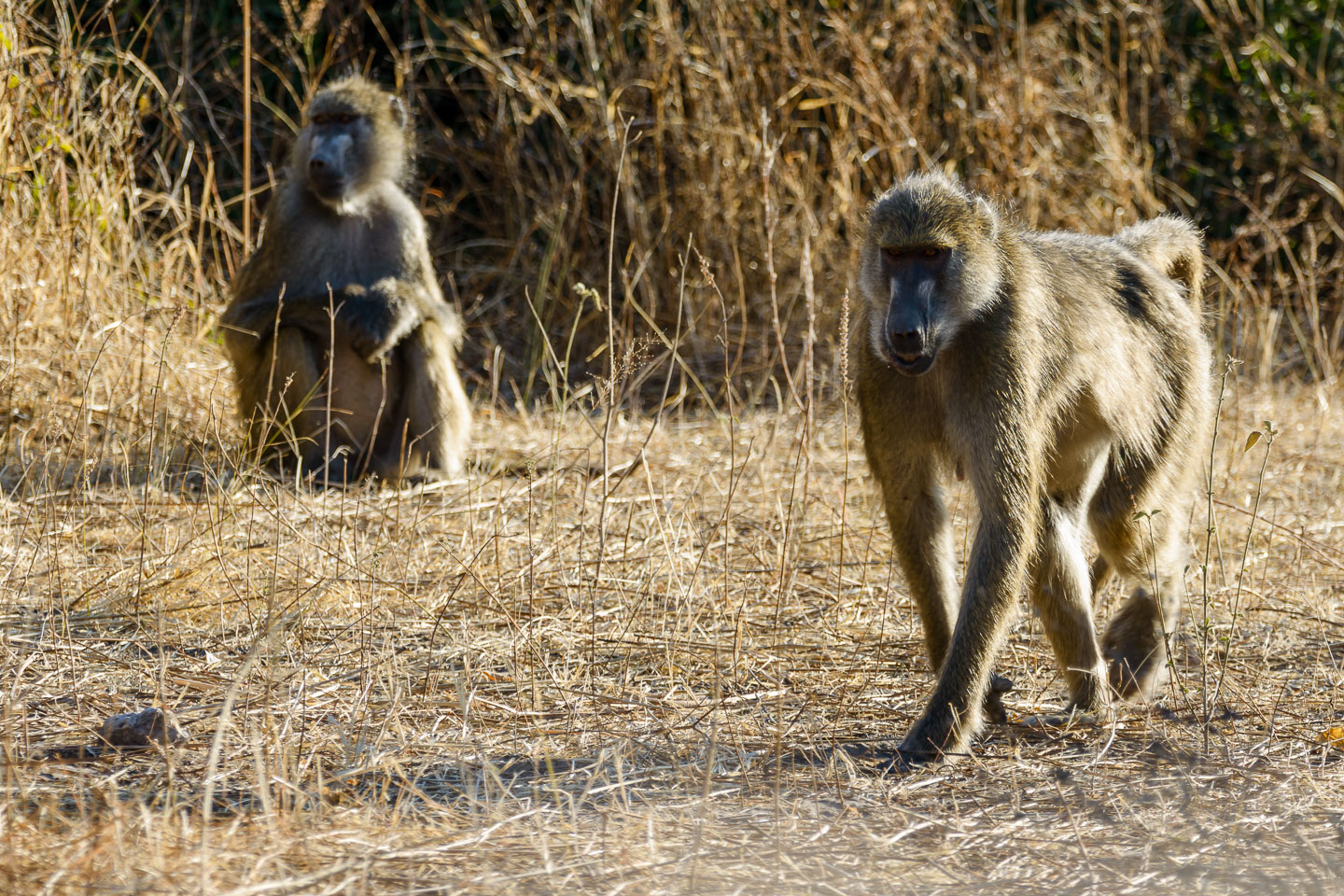 ZA131598-Chobe-NP-Baboons.jpg