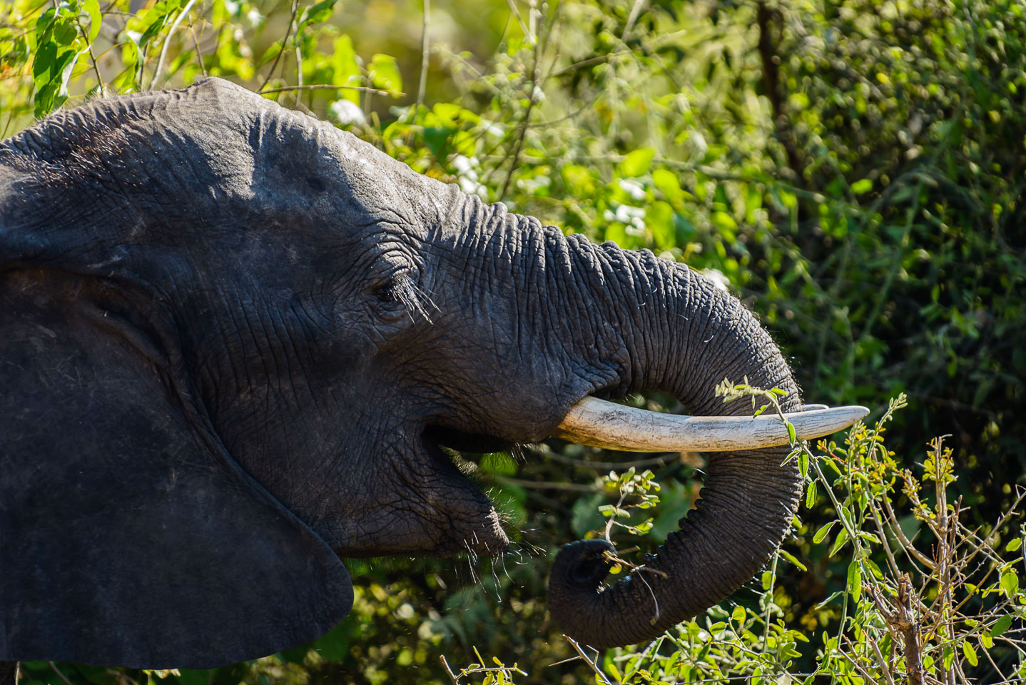 ZA131644-Elephant-at-Cobe-NP.jpg