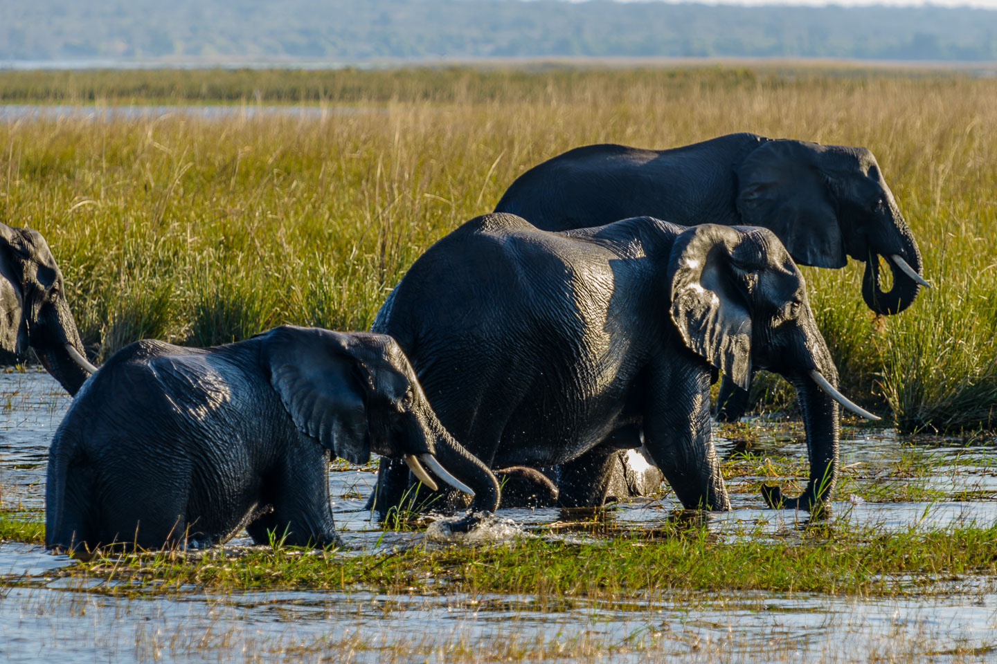 ZA131728-Elephants-emerging-from-the-Chobe-river-after-a-swim.jpg