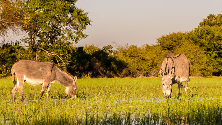 ZA131446-Wild-donkeys-at-the-Okavango-Delta-.jpg
