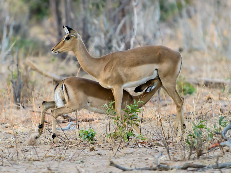 ZA131562-Impala-at-Chobe-NP.jpg