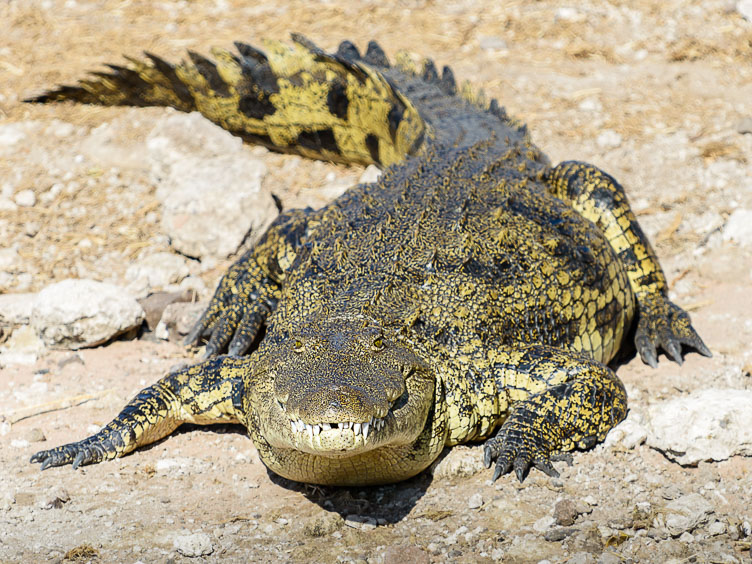 ZA131662-Crocodile-at-the-banks-of-the-Choba-river.jpg