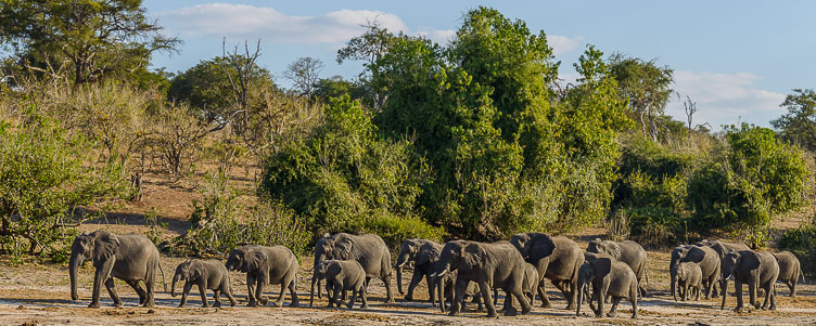 ZA131709-A-herd-of-Elephants.jpg