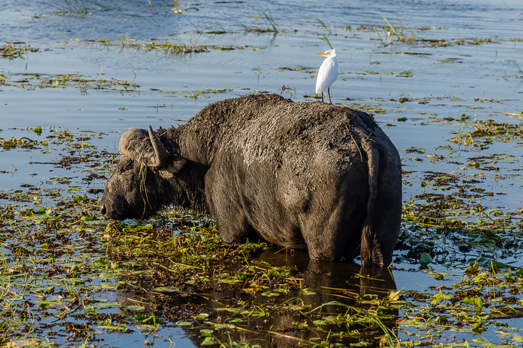 ZA131727-Cape-buffalo-at-Chobe-NP.jpg