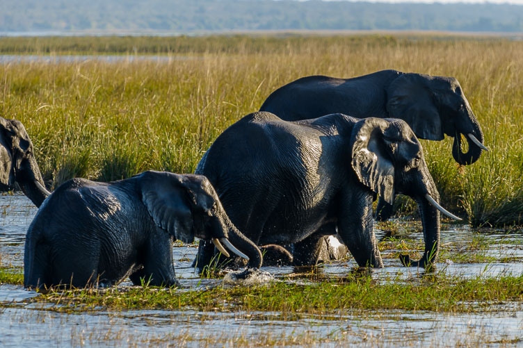 Elephants emerging from the Chobe river after a swim ZA131728-Elephants-emerging-from-the-Chobe-river-after-a-swim.jpg