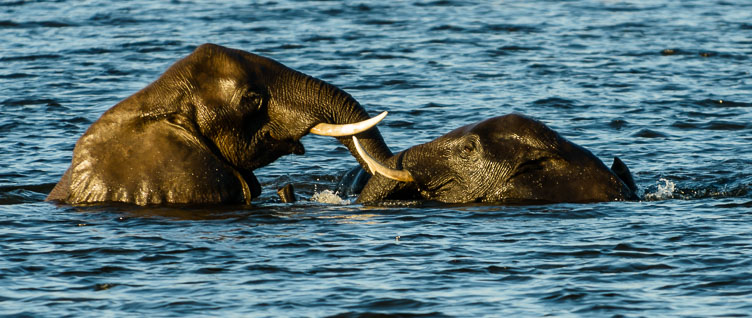 Elephants swiming in the Chobe river ZA131762-Elephants-swiming-in-the-Chobe-river.jpg