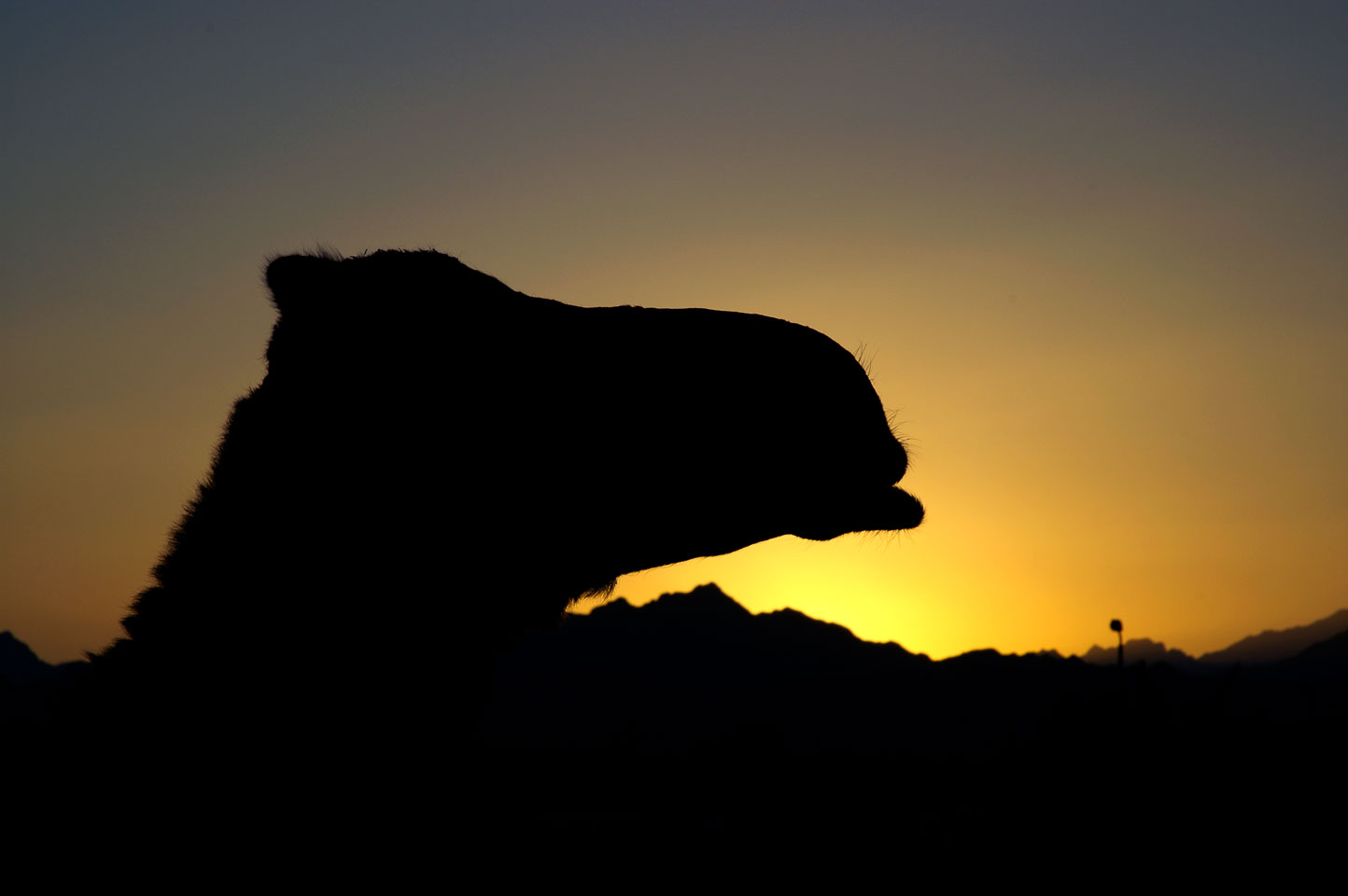 EG05001-Camel-sunrise.jpg