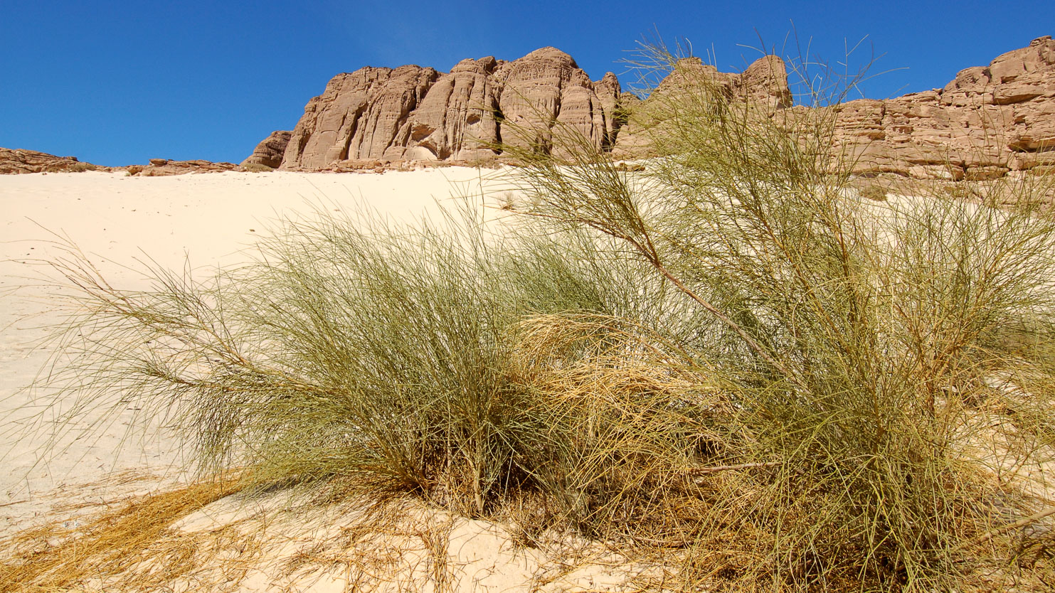 EG05033-Dune-and-grass.jpg