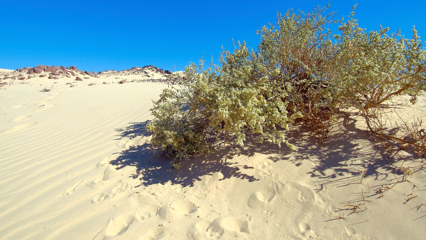 EG05048-Desert-plant.jpg