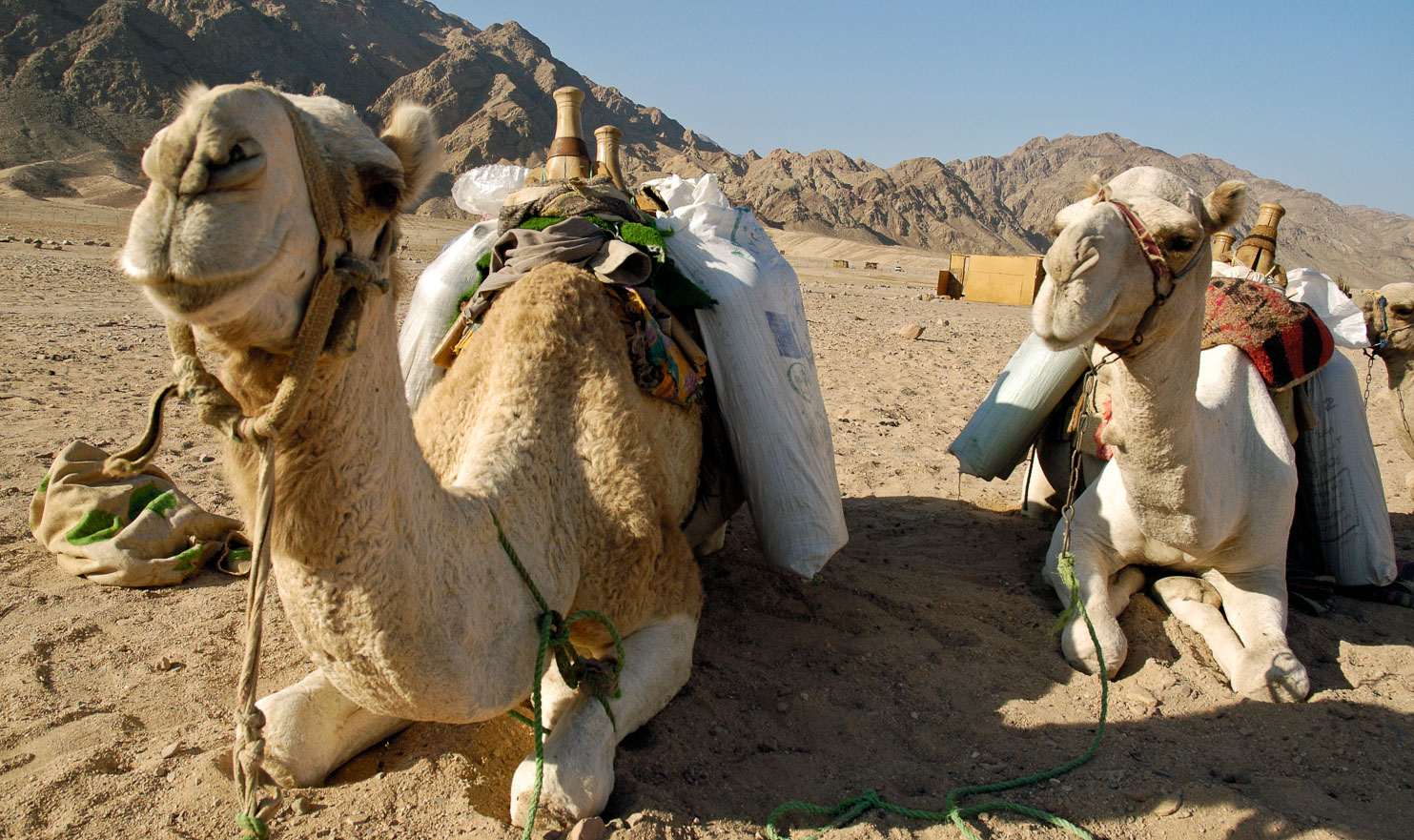 EG05146-Camels-in-the-Sinai.jpg