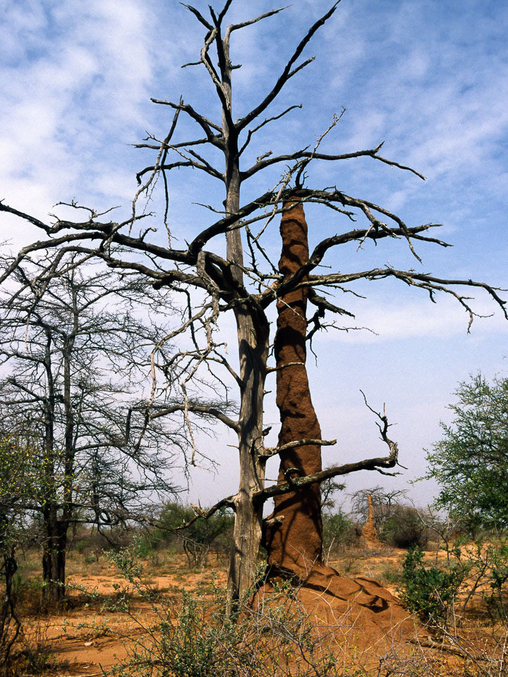 ET05187-Tree-and-ant-hilll-at-Mago-NP.jpg