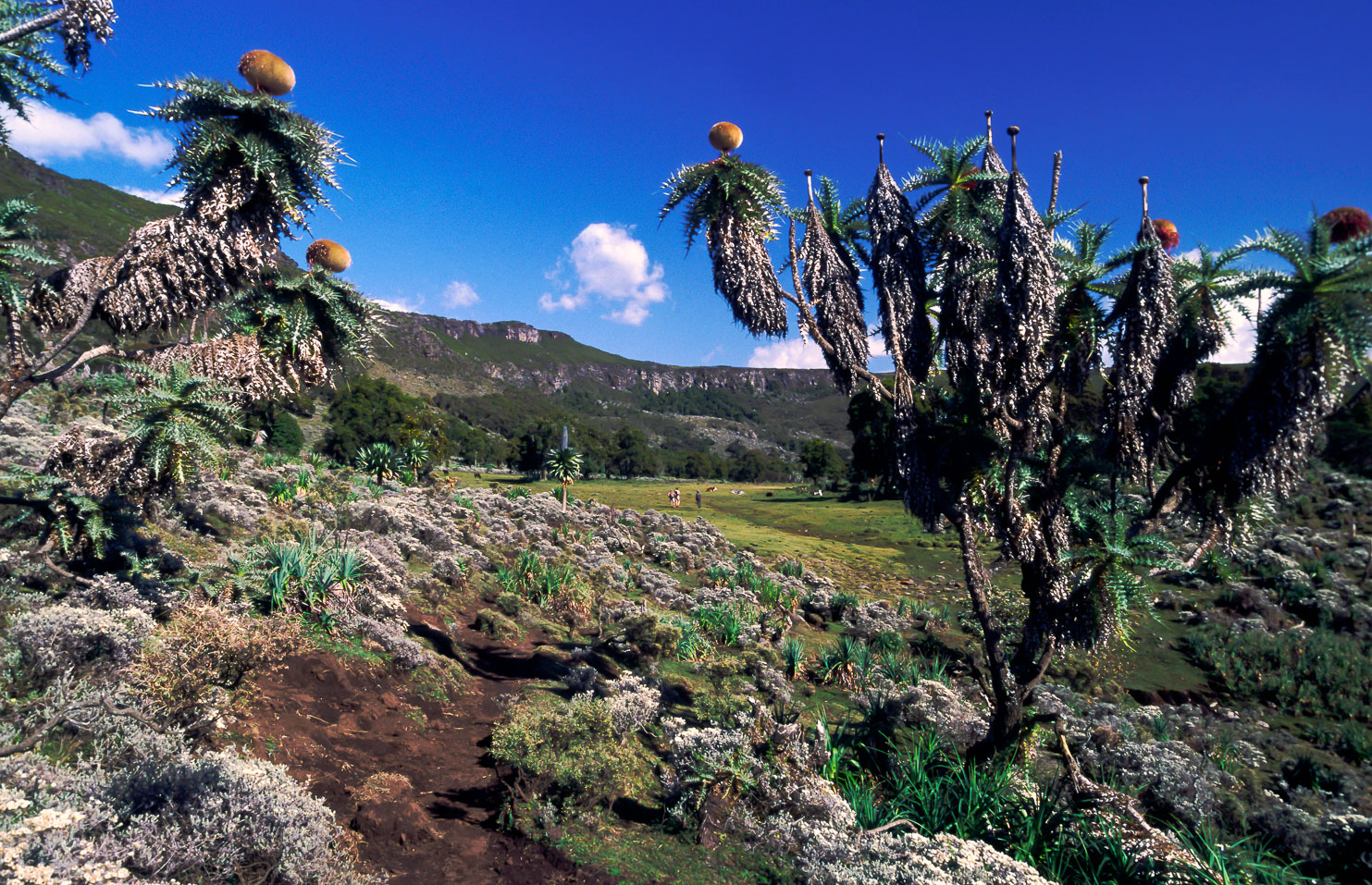 ET05238-Bale-Mountains-NP.jpg