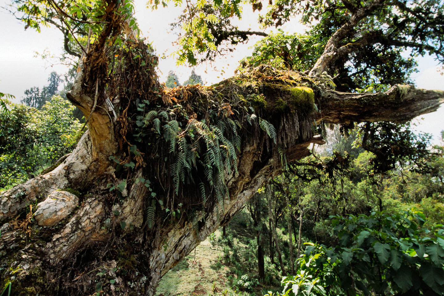 ET05240-Bale-Mountains-NP.jpg