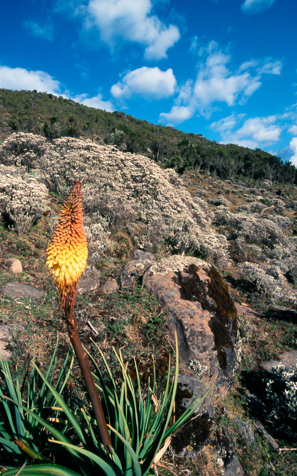 ET05242-Bale-Mountains-NP.jpg