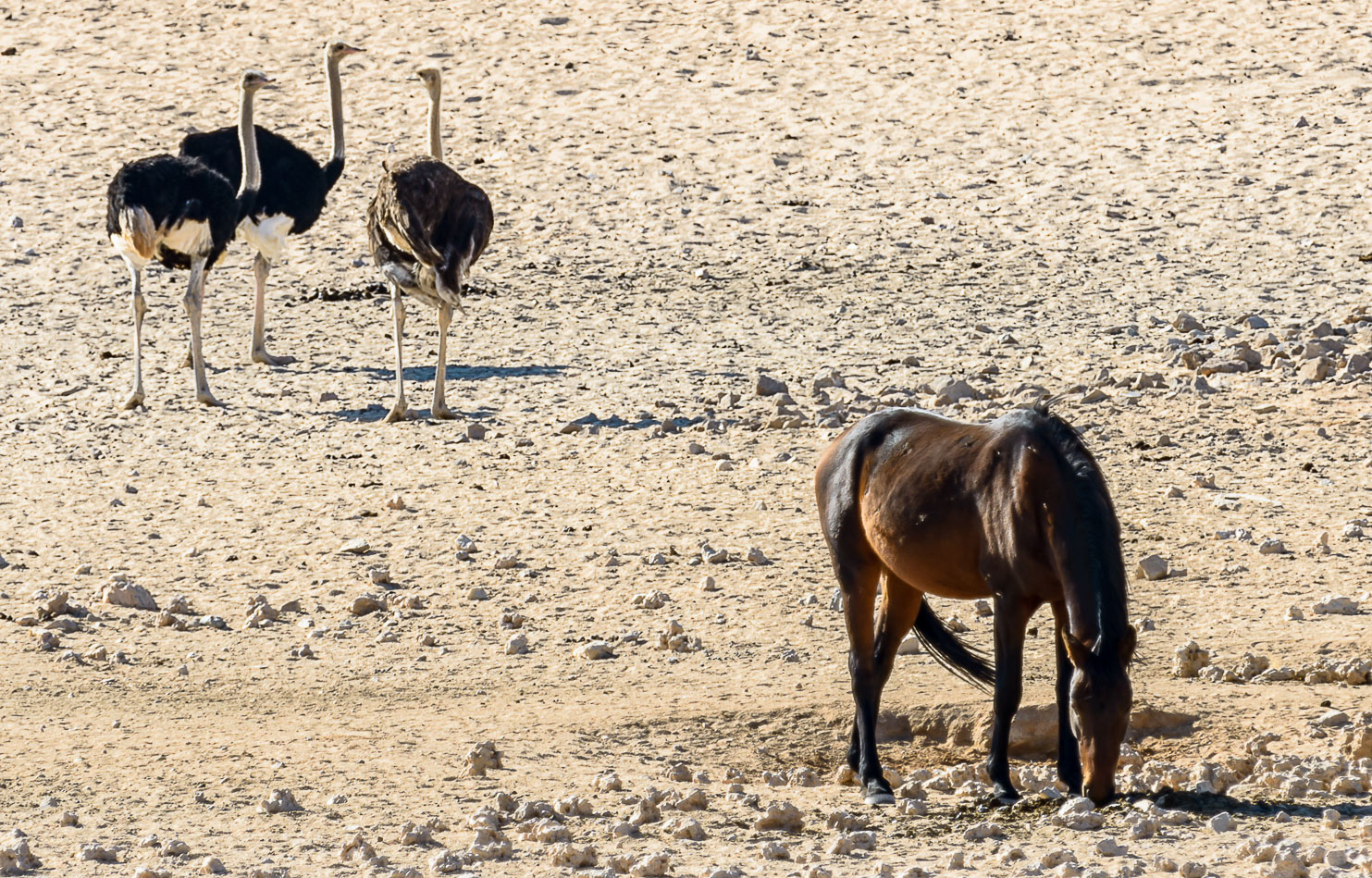 ZA130546E-Wild-horses-and-ostrichs.jpg