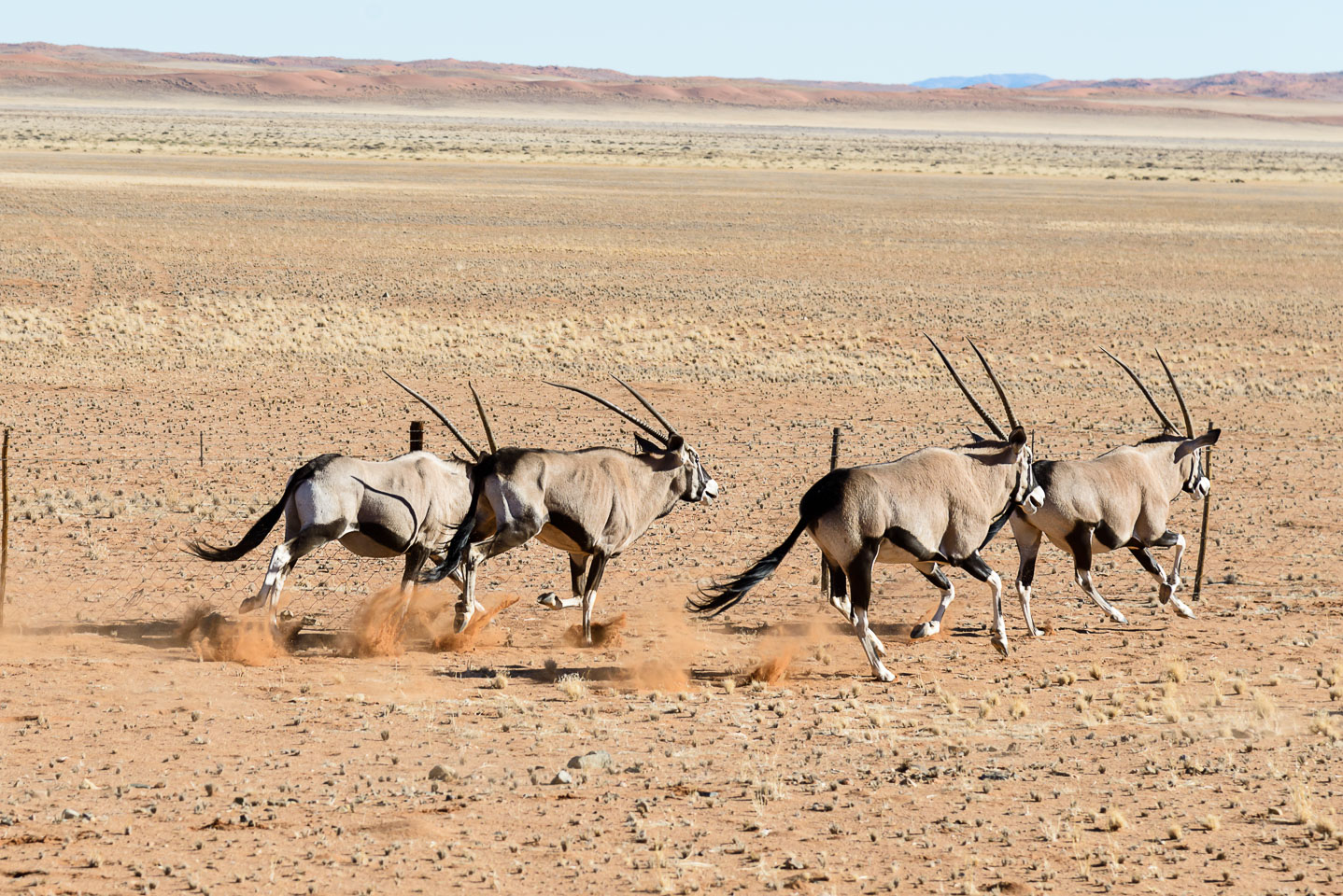 ZA130815-Oryx-in-Etosha-NP.jpg