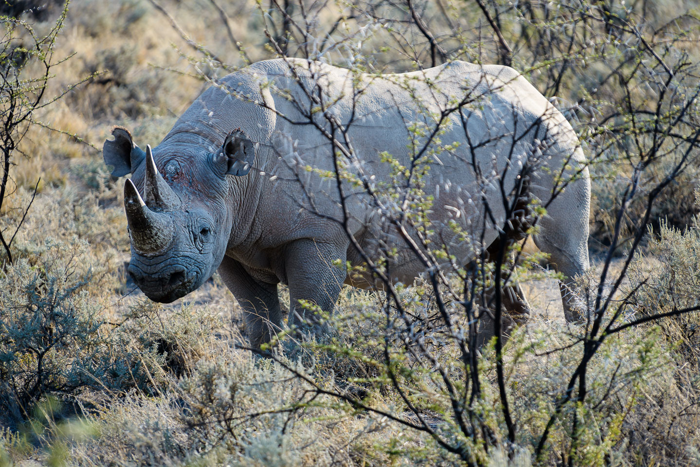 ZA131192-Etosha-NP-a-black-rhino.jpg