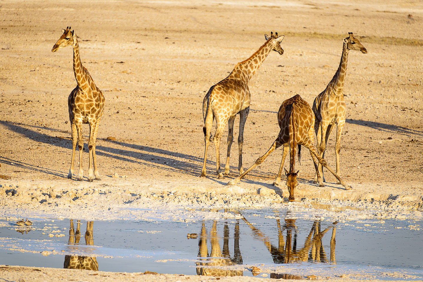 ZA131292-Giraffe-on-the-watch-in-Etosha-NP.jpg