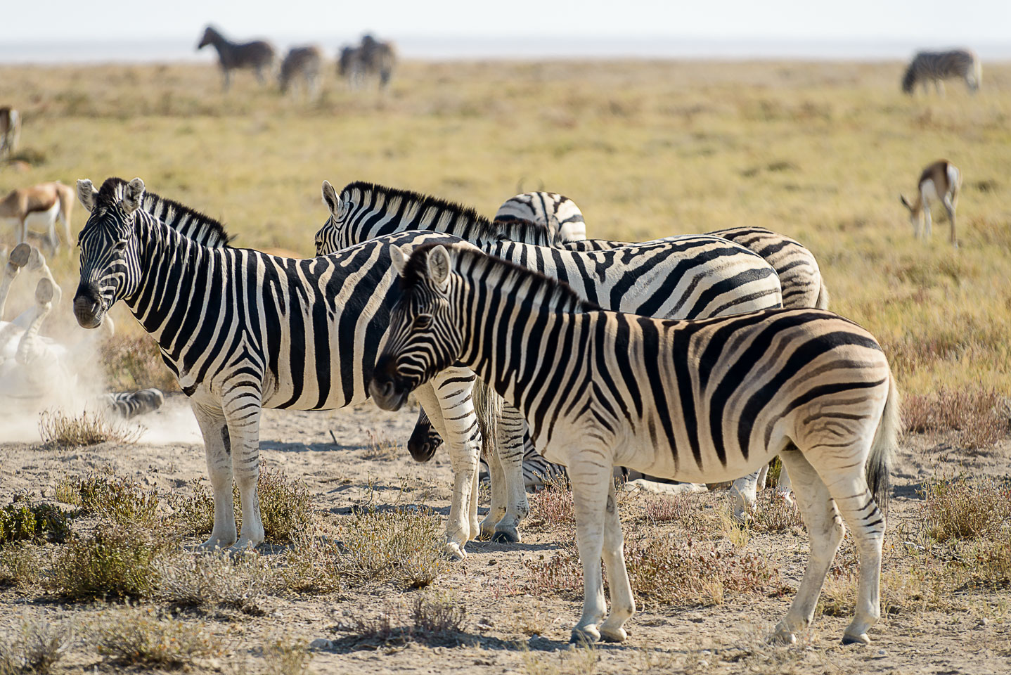 ZA131326-Etosha-zebras.jpg