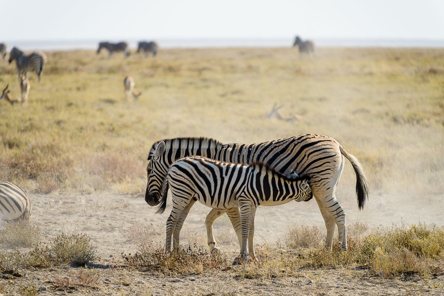 ZA131333-Feeding-zebra-at-Etosha-NP.jpg