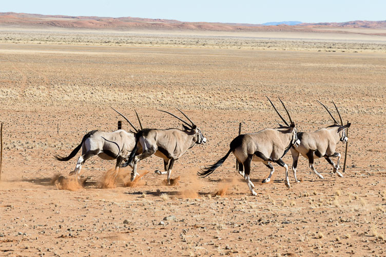 ZA130815-Oryx-in-Etosha-NP.jpg