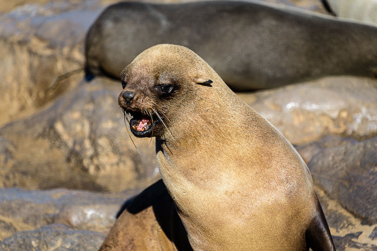 Cape Cross seal ZA131093-Cape-Cross-seal.jpg
