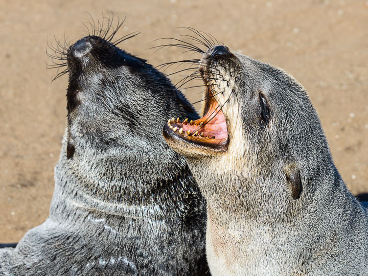 Cape Cross  seal ZA131107-Cape-Cross--seal.jpg