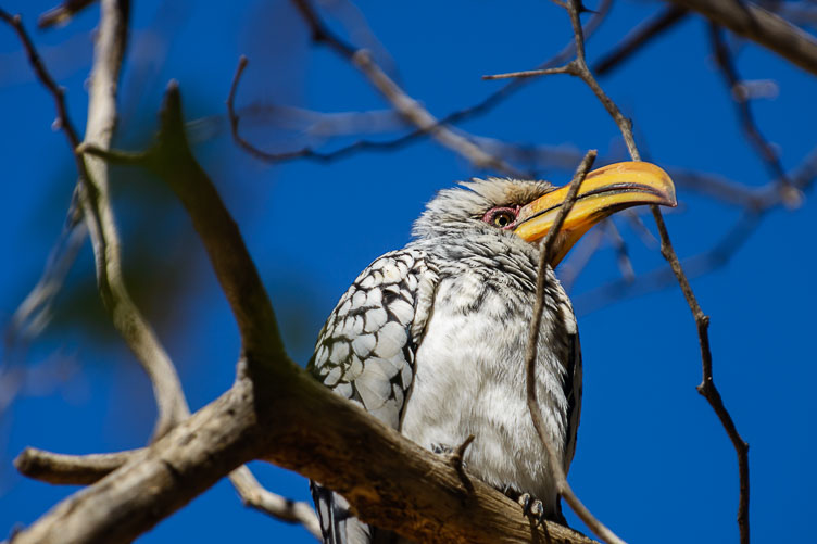 yellow-billed hornbill ZA131117-yellow-billed-hornbill.jpg