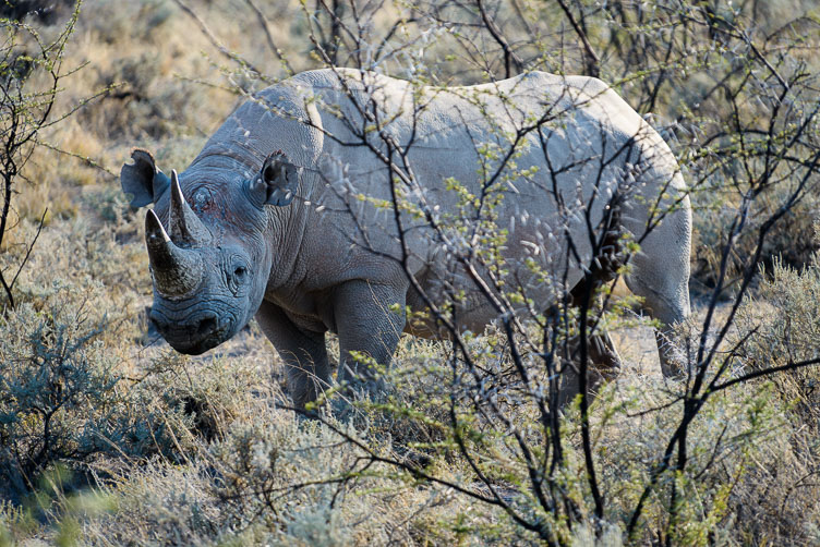 Etosha NP-a black rhino ZA131192-Etosha-NP-a-black-rhino.jpg