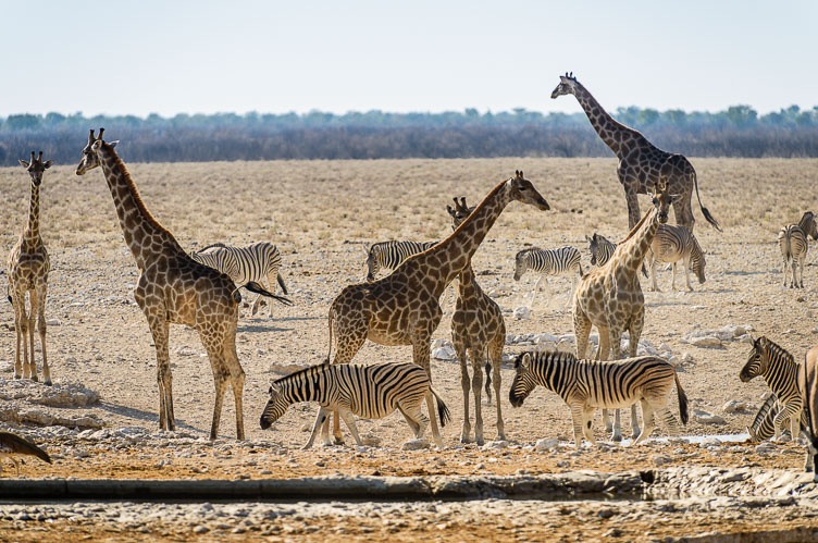 Watering hole in Etosha NP ZA131235-Watering-hole-in-Etosha-NP.jpg