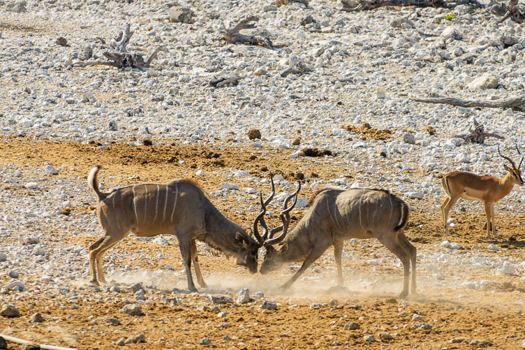 Fighting Kudu in Etosha NP ZA131244-Fighting-Kudu-in-Etosha-NP.jpg