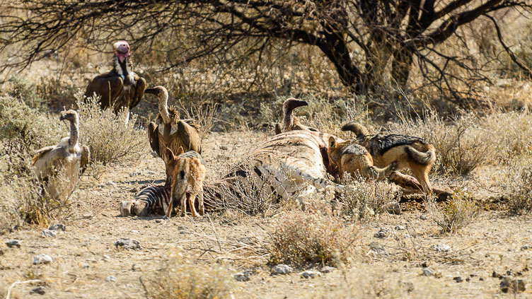 Watering hole in Etosha ZA131257-Watering-hole-in-Etosha.jpg