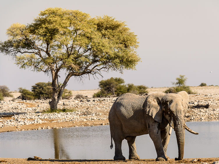 Etosha-elephant at watering hole ZA131264-Etosha-elephant-at-watering-hole.jpg