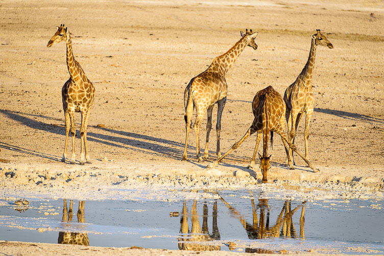 Giraffe on the watch in Etosha NP ZA131292-Giraffe-on-the-watch-in-Etosha-NP.jpg