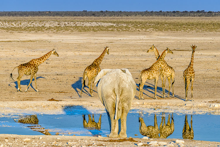 Elephant looking at giraffes in Etosha NP ZA131294-Elephant-looking-at-giraffes-in-Etosha-NP.jpg