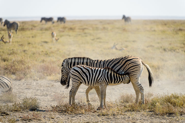 Feeding zebra at Etosha NP ZA131333-Feeding-zebra-at-Etosha-NP.jpg