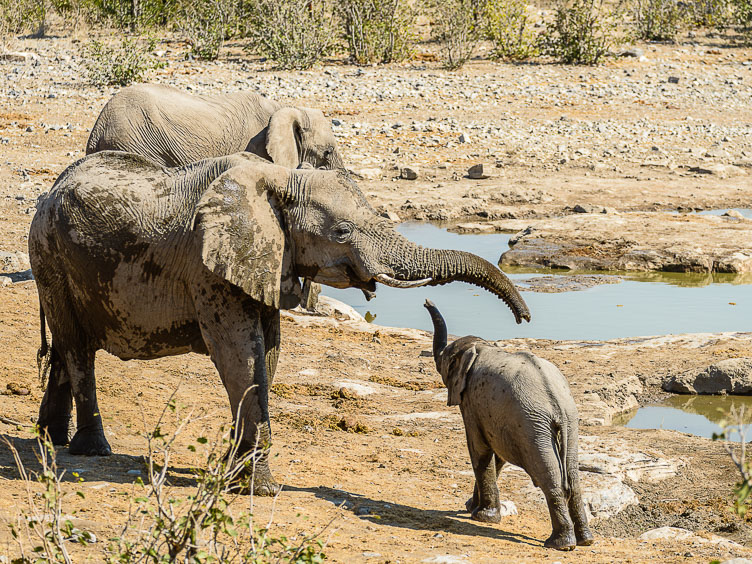 Greetng Elephants at Etosha NP ZA131365-Greetng-Elephants-at-Etosha-NP-.jpg