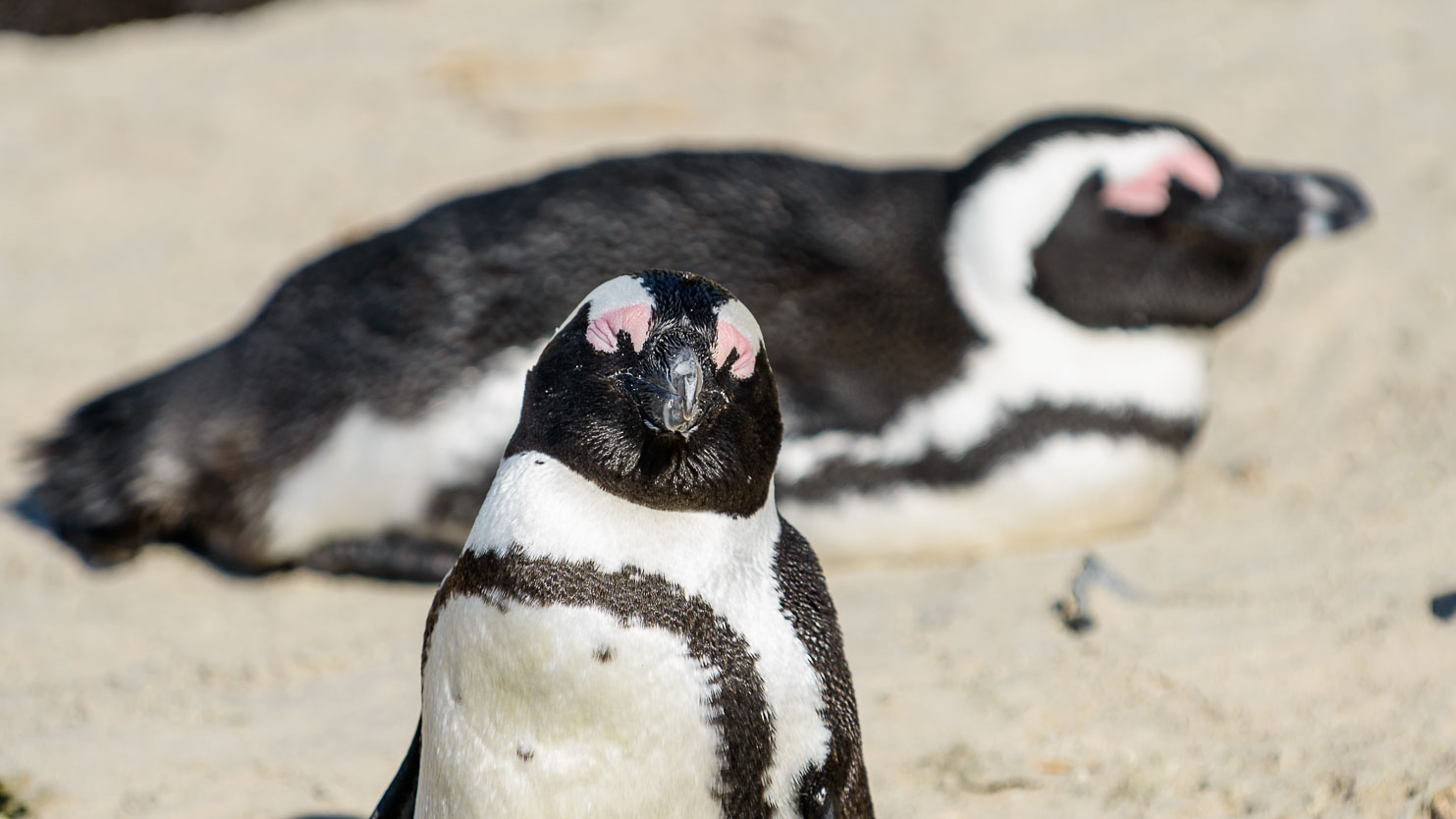 ZA130188-Penguins-near-Cape-Town.jpg