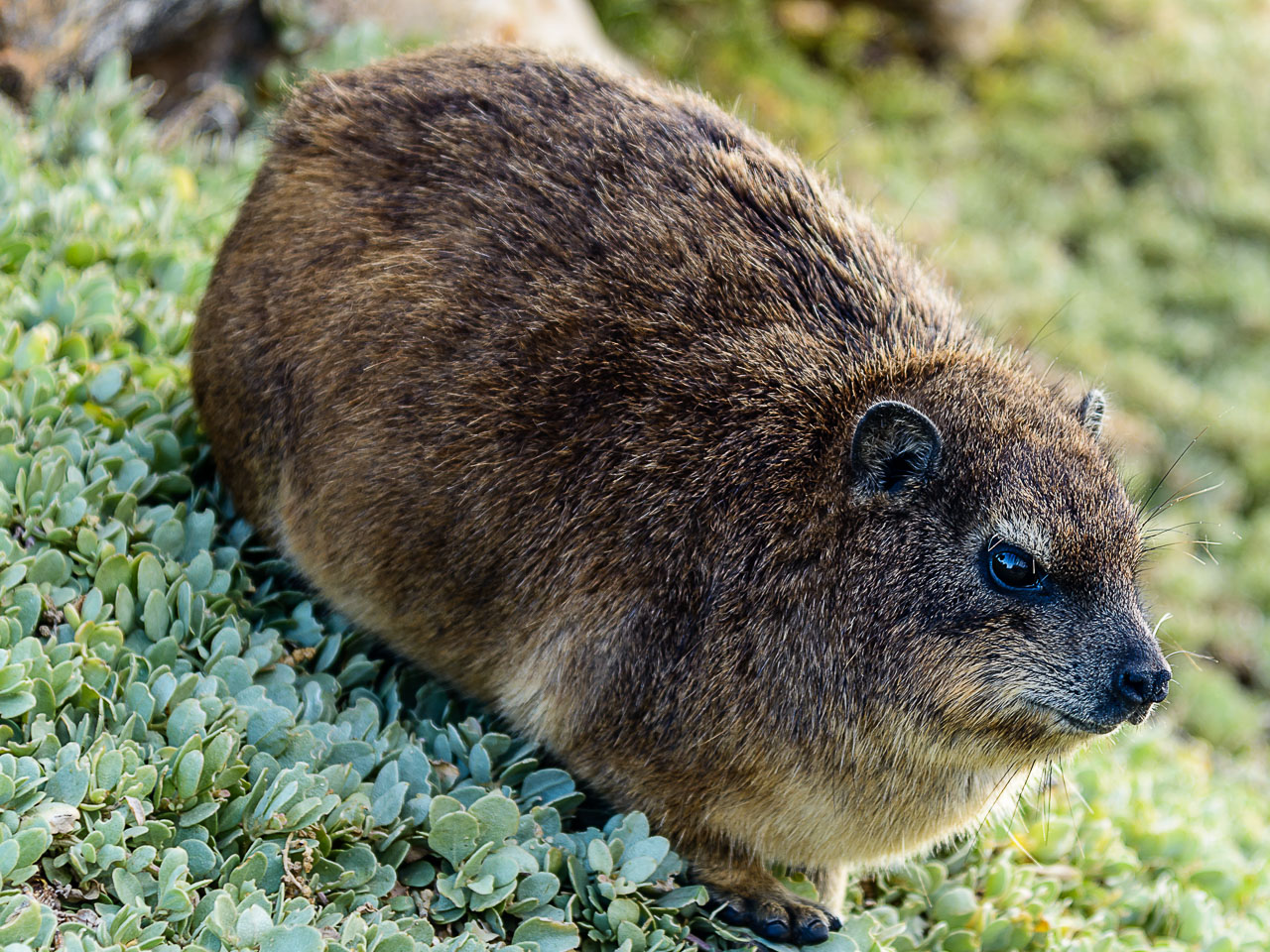 ZA130228-A-Rock-Hyrax.jpg