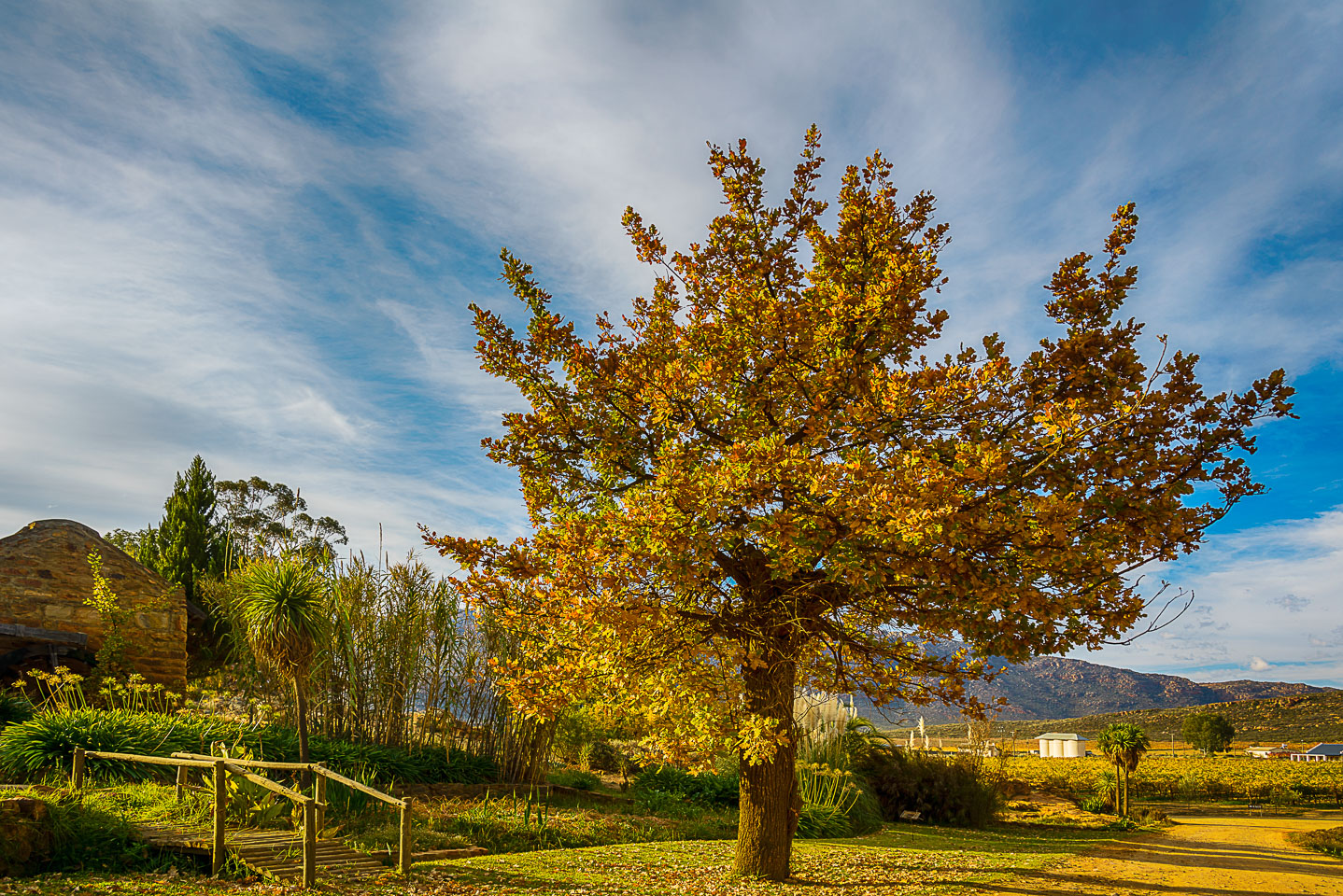 ZA130312-A-vinyard-in-Cedergergen.jpg