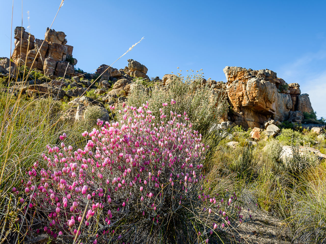ZA130368-Cederbergen.jpg