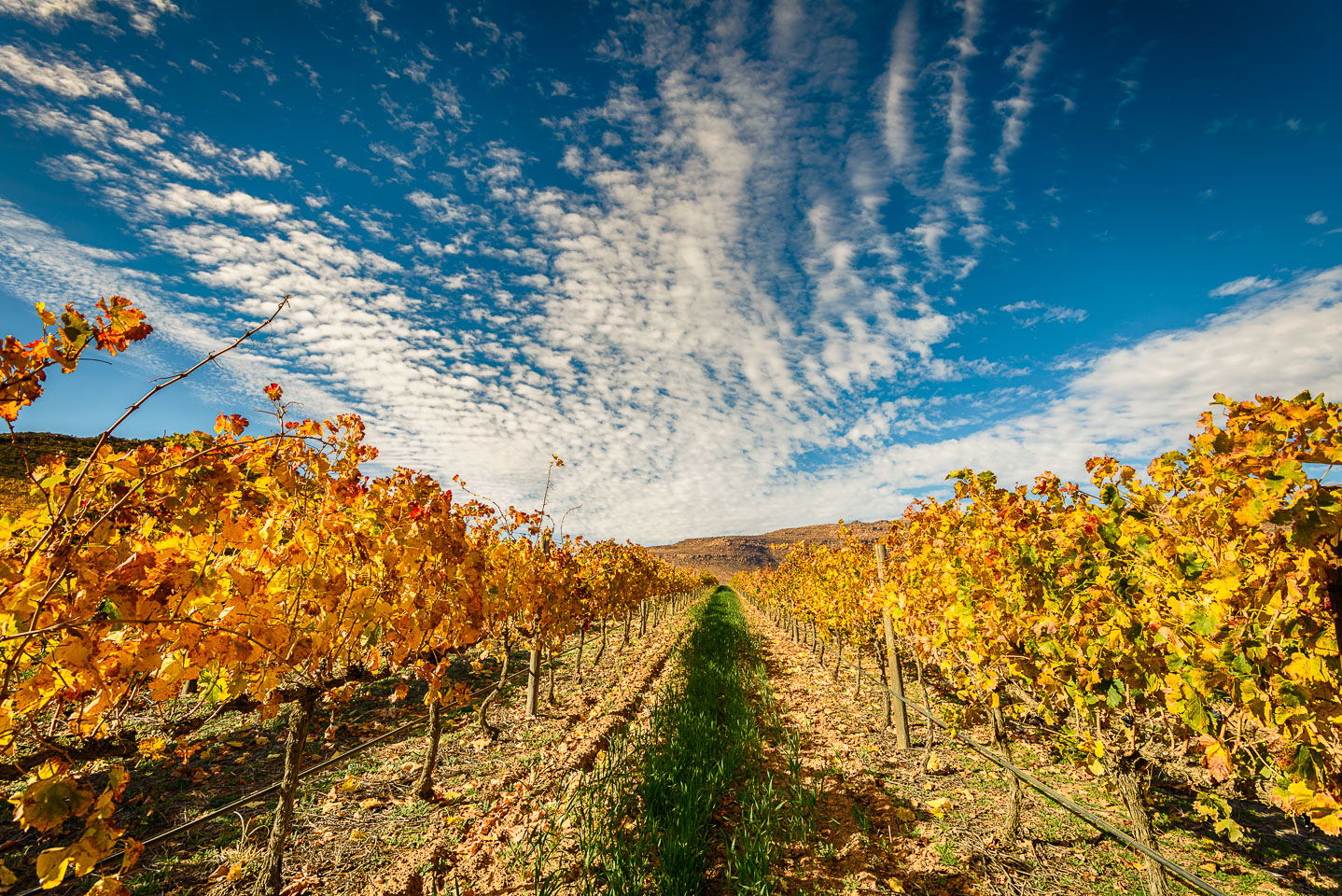 ZA130374-Cederbergen-Vines.jpg