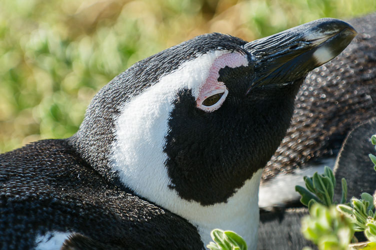 Penguin near Cape Town ZA130215-Penguin-near-Cape-Town.jpg