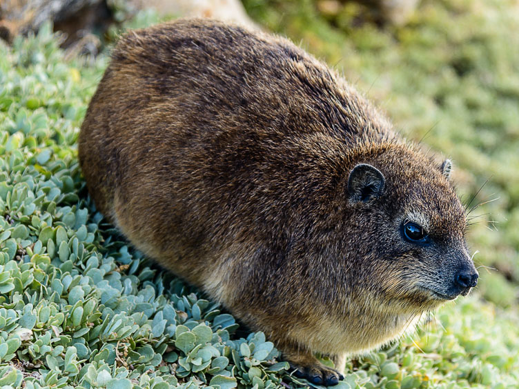 A Rock-Hyrax ZA130228-A-Rock-Hyrax.jpg