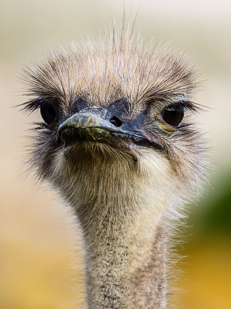 ZA130234-Ostrich-at-the-Cape.jpg