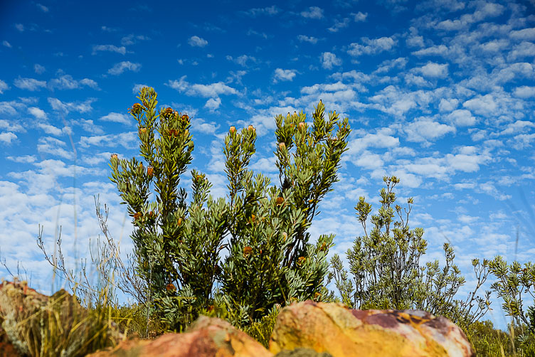 Cederbergen ZA130330-Cederbergen.jpg